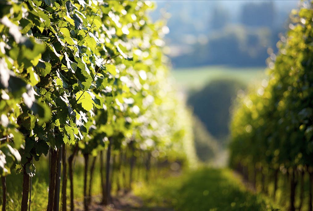 Vente de vigne à Blois