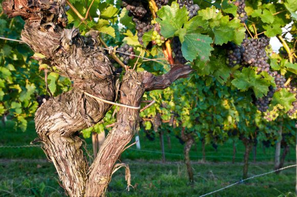 Vente de pied de vigne pour professionnels en pépinière viticole à Pons