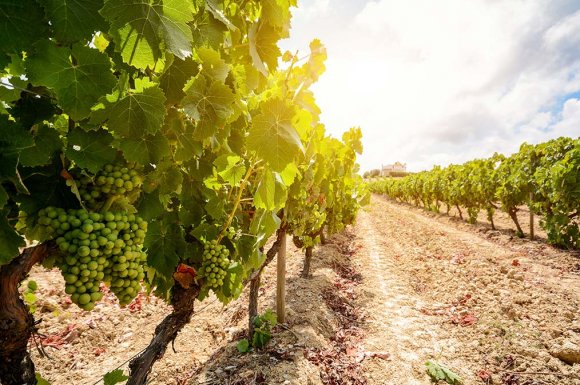 Vente de greffes de vigne