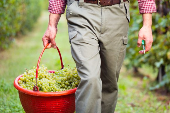 Vente de cépage Chasselas  blanc