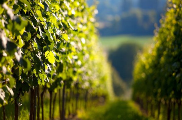 Vente de cépage Chasselas rosé