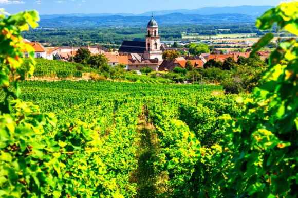 Vente de plant de vigne Gamay à Bourges