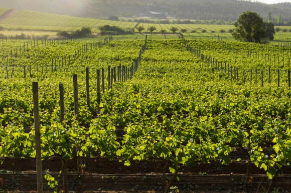 Pépinière viticole pour vente de pied de vigne Merlot à Tours