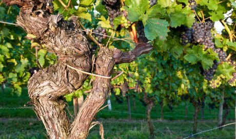 Vente de pied de vigne pour professionnels en pépinière viticole à Pons