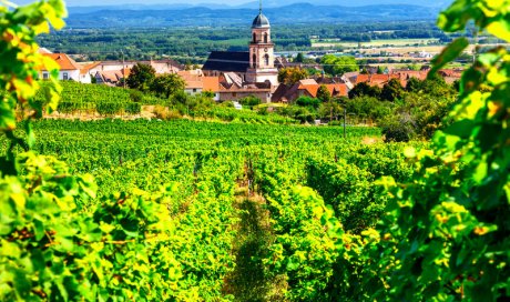 Vente de plant de vigne Gamay à Bourges