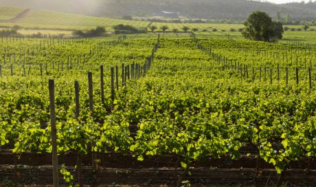 Pépinière viticole pour vente de pied de vigne Merlot à Tours