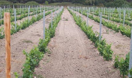 Vignes à Blois