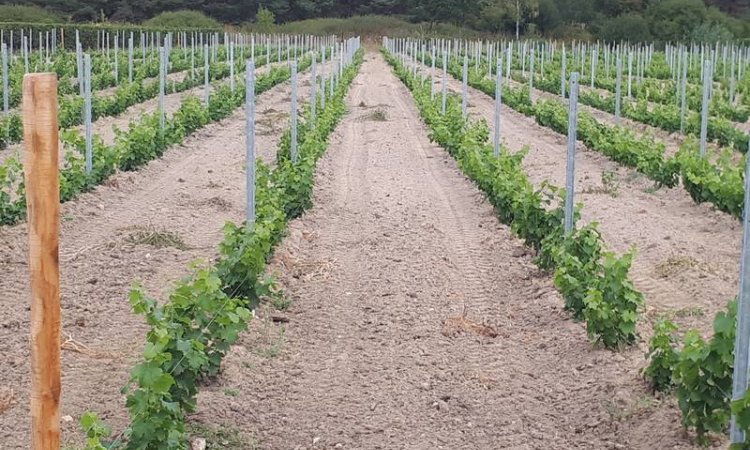 Vignes à Blois